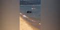Une famille d'ours se baigne tranquillement à la plage !