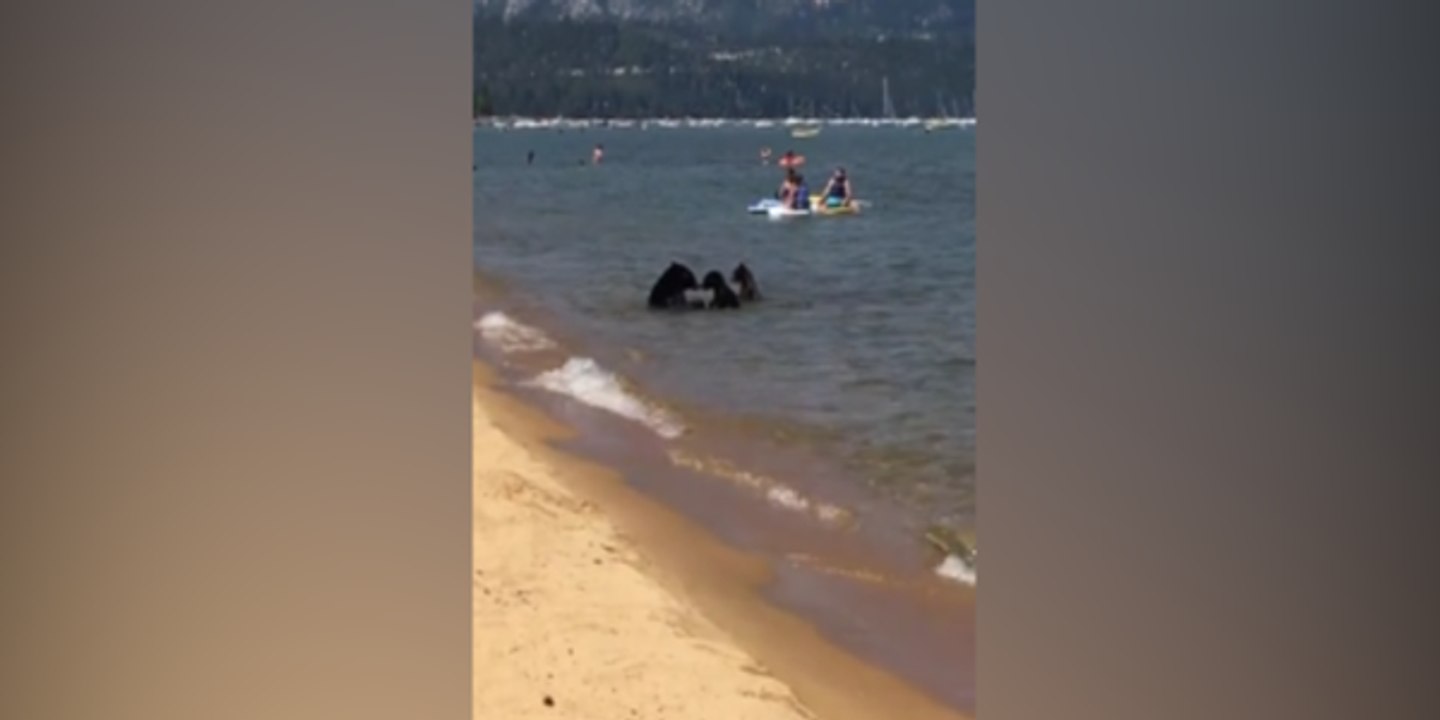 Une famille d'ours se baigne tranquillement à la plage !