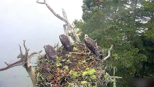 Attaque furtive d'un groupe d'aigles contre un nid d'oiseaux !