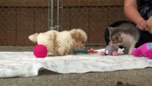 Sauvé d'une usine de chiots, ce petit toutou partage maintenant de bons moments avec son meilleur ami