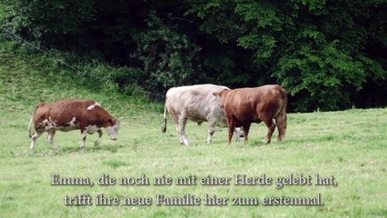 Terrifiée, cette vache laitière sur le point d'être abattue, pleure. Quand elle réalise sa destination...