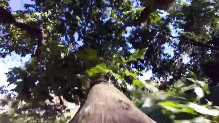Un écureuil se saisit d'une GoPro et filme la suite comme un pro