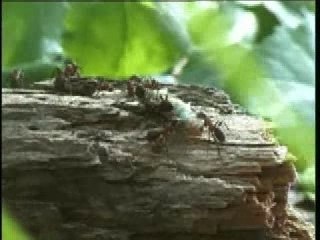 Publicite Lotto Fourmis