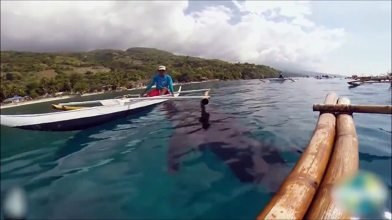 Nourrir un énorme requin baleine depuis sa pirogue. Dingue