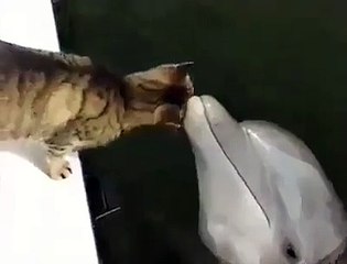 Un chat et un dauphin deviennent amis!