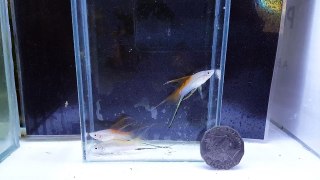 EKKA GA Pineapple Lyretail Swordtail Male Quartet (Line-Bred)