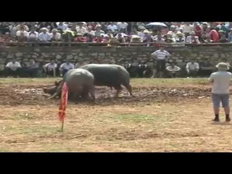 Chọi trâu Quảng Bình- Hà Giang 2015