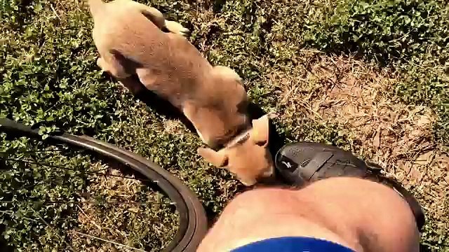 Trova un Cucciolo abbandonato...cosa farà? SCOPRIAMOLO..