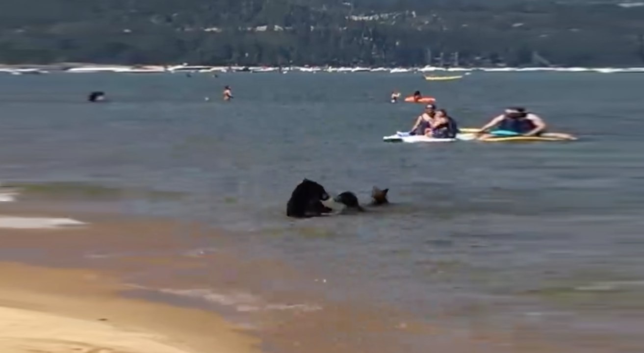 Une famille ours profite de la plage et se baigne au milieu des touristes