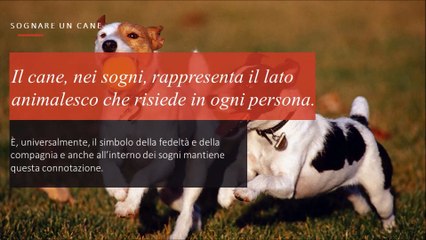 sognare un cane - il significato dei sogni