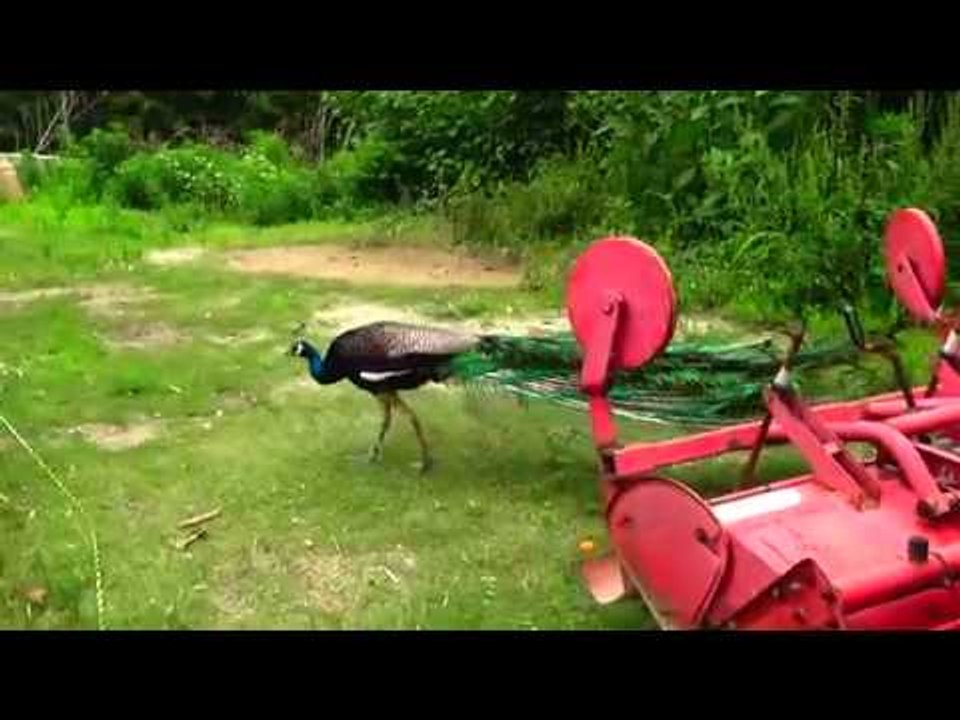 とある動物園で遭遇したありえない光景（笑）