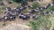 Great Migration-Wildebeest Crossing the Mara River-2010 August 25