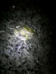 How frog  perform matings fails