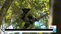 Madagascar lemurs: rare creatures' habitat at risk as rainforest disappears