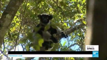 Madagascar lemurs: rare creatures' habitat at risk as rainforest disappears
