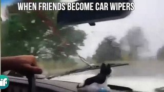 When Friends Become Car Wipers