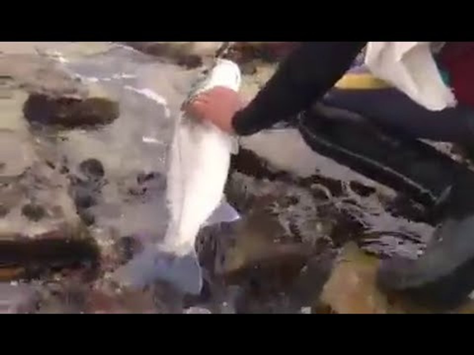 صيد سمك الدرعي ( قاروس) كبير طعم صناعي Black Minnow
