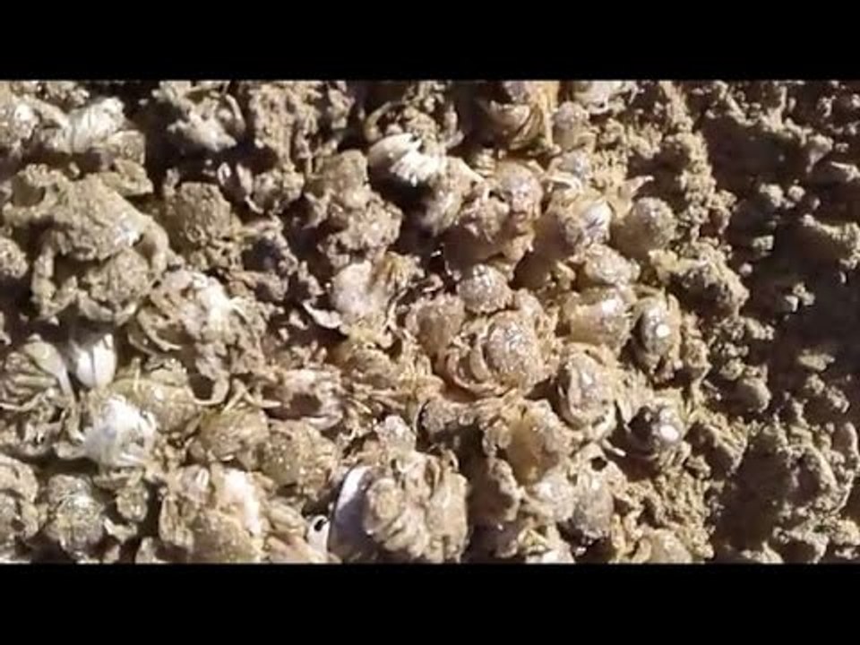 سلطعون الرمل طعم صيد السمك