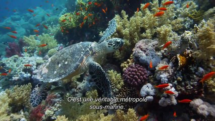 Nature - Featurette (5) VOST