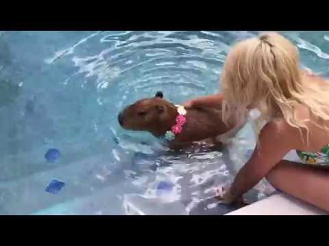 Capybara Dons a Flower Necklake and Takes a Dip in a Swimming Pool