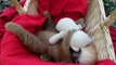 Ridiculously Cute Sloth Takes a Nap With a Teddy Bear