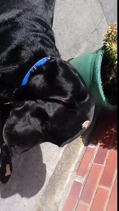 Thor the Mighty Labrador Corned beef head April 16