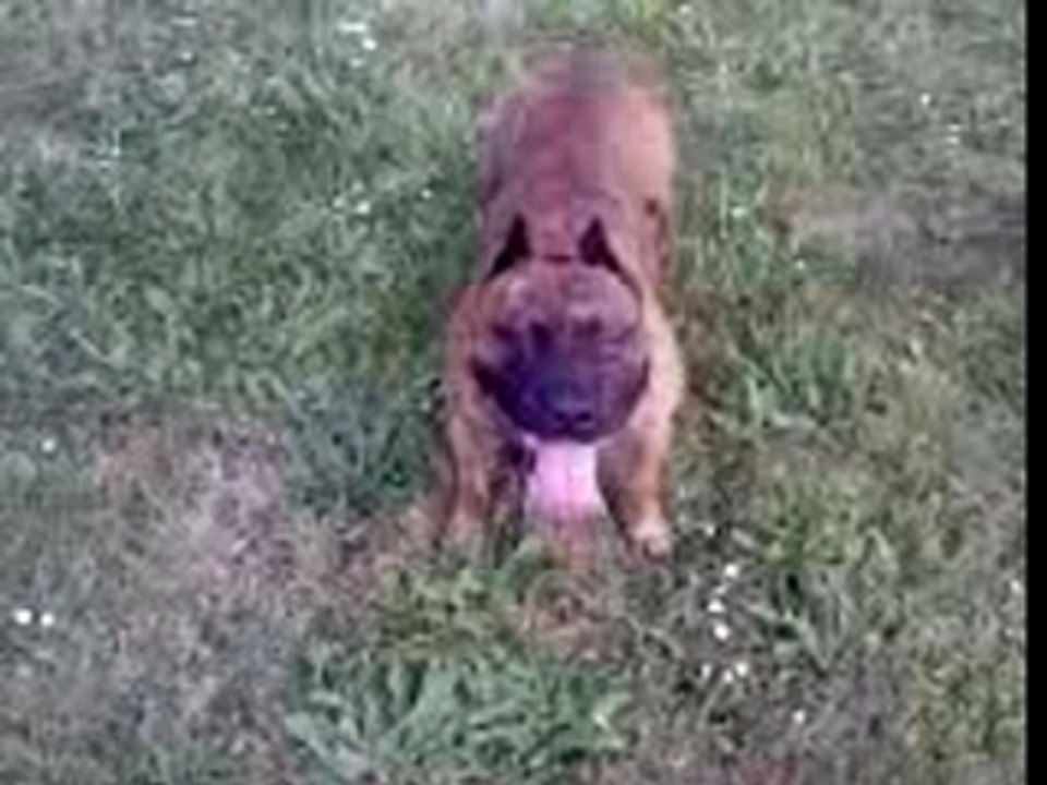 staff americain et staffi