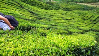 Cameron Highlands / Malaysia / Asia Backpacking