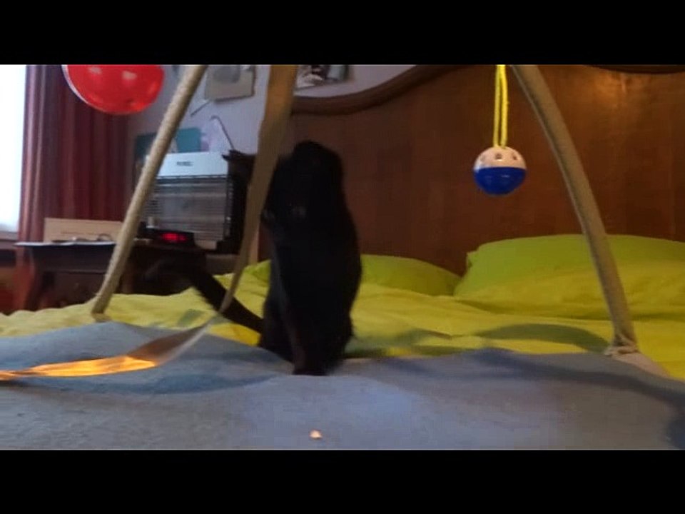 Yoshi, chatte à adopter !