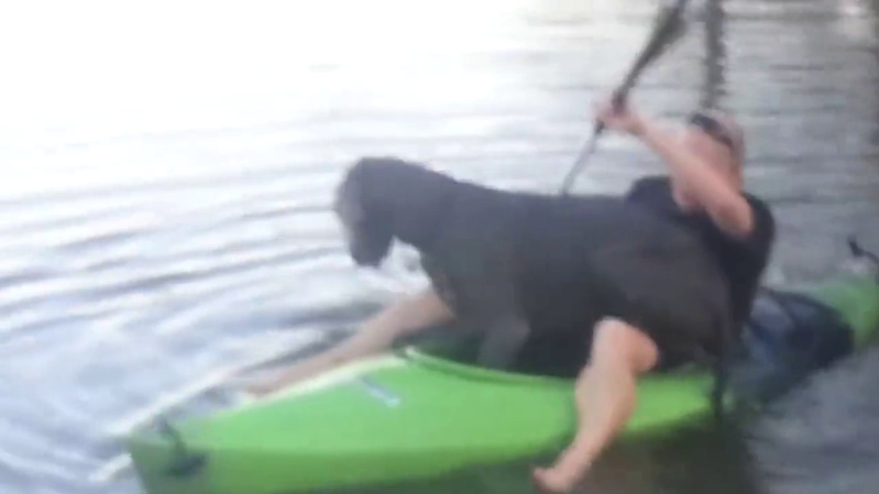 Quand tu décides d'emmener ton gros chien faire du canoë kayak