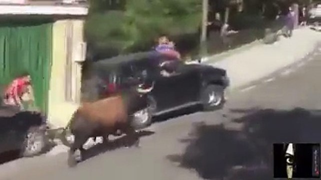 Ce taureau démoli un 4x4 à coup de tête et de corne... Quelle puissance!