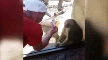 Baboon Is Amazed By Man's Magic Trick