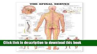 [Download] The Spinal Nerves Anatomical Chart Hardcover Online