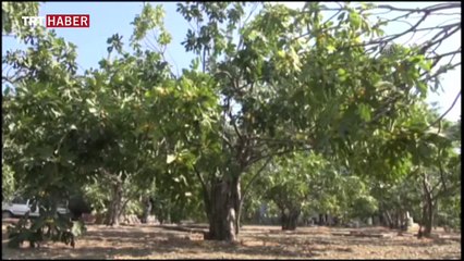 İncirde 'en kaliteli ürün yılı' beklentisi