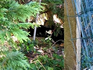 Chats dans le jardin