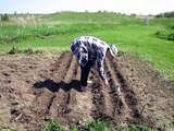 Planting Pole Beans