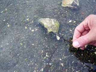 Ostron, 2009-08-10. Oysters.