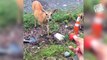 Guy Becomes Friends With Family of Deer | Squad Goals
