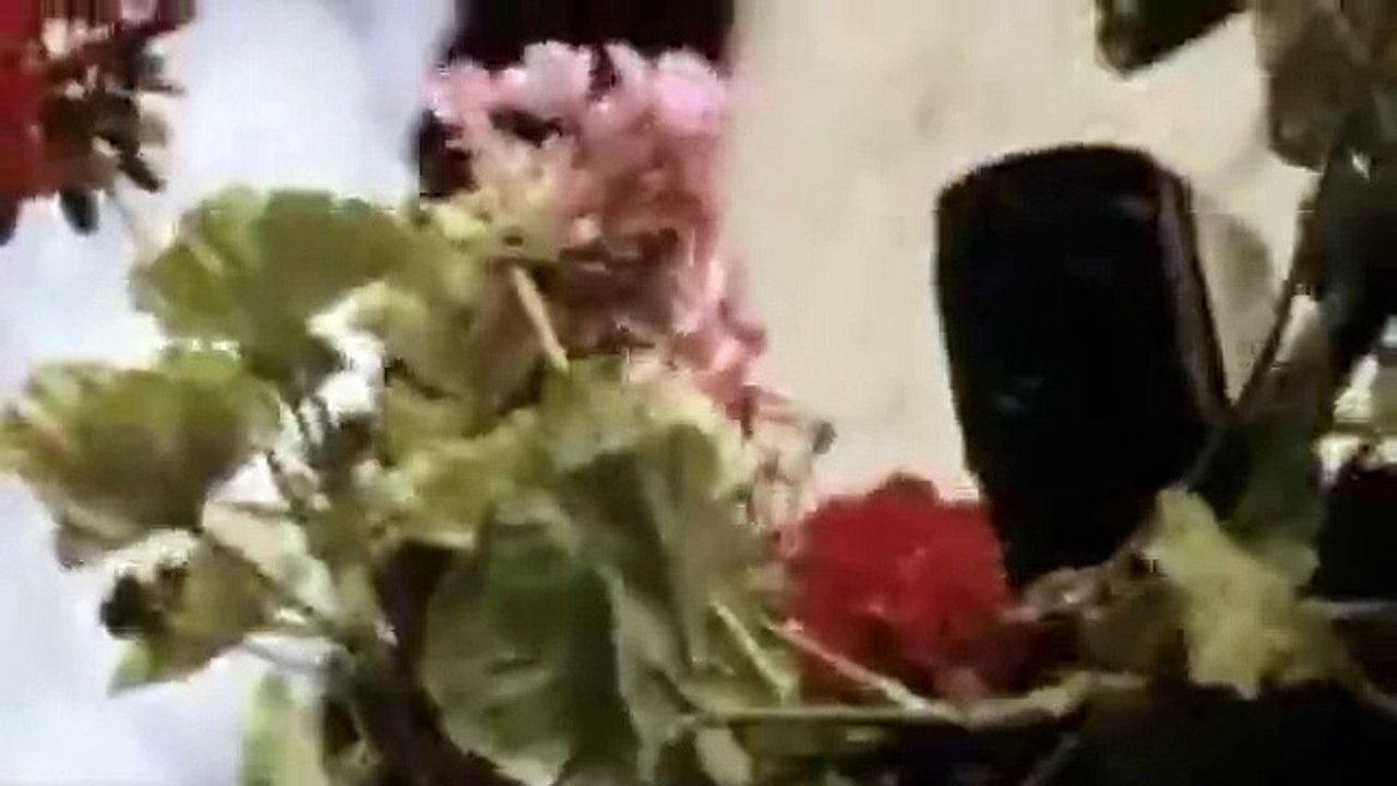 Chat noir chat blanc