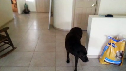 Labrador Dog and Fluffy Baby Duck . Funny Adorable Sweet Gentle