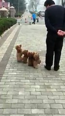 I'm impressed how this Dad lead the walk of his furry family!