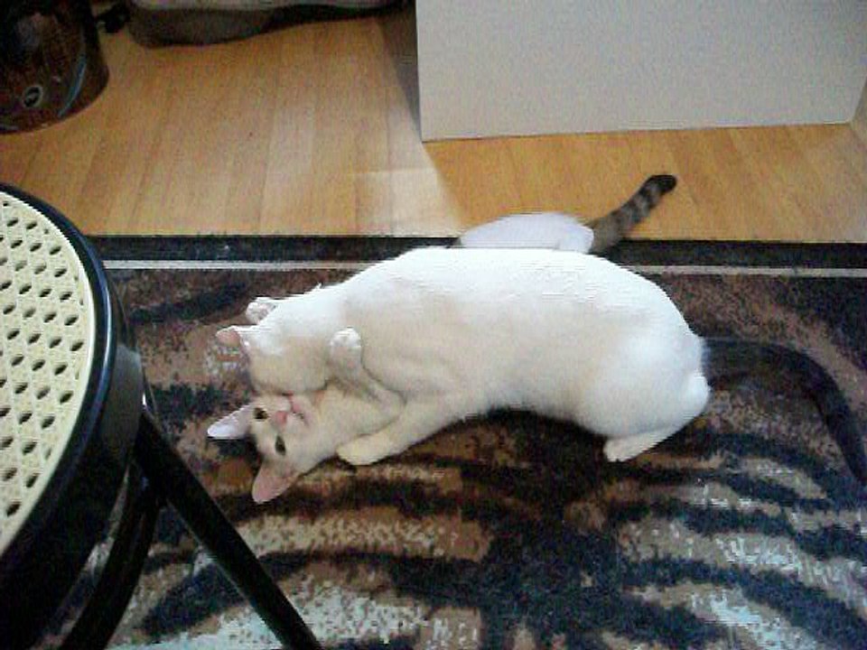 Harvey und Vinzent am 07.08.2016