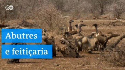 Abutres e feitiçaria