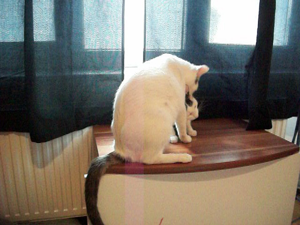 Harvey und Vinzent am 08.08.2016