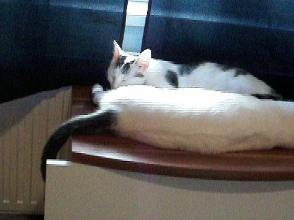 Harvey und Vinzent am 08.08.2016