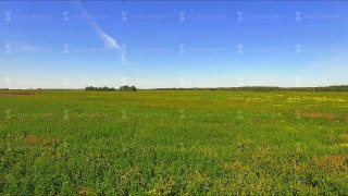 Russia, June 2015: Aerial video of countryside, summer green meadow