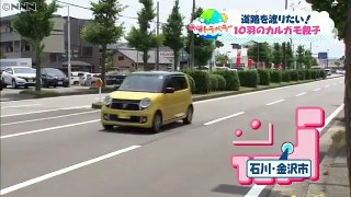 （石川県）道路を渡りたい…10羽のカルガモ親子