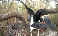 Estonian Black Storks ~ One more supply of fish, 2016-07-26 19:52