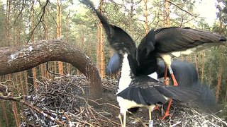 Estonian Black Storks ~ One more supply of fish, 2016-07-26 19:52