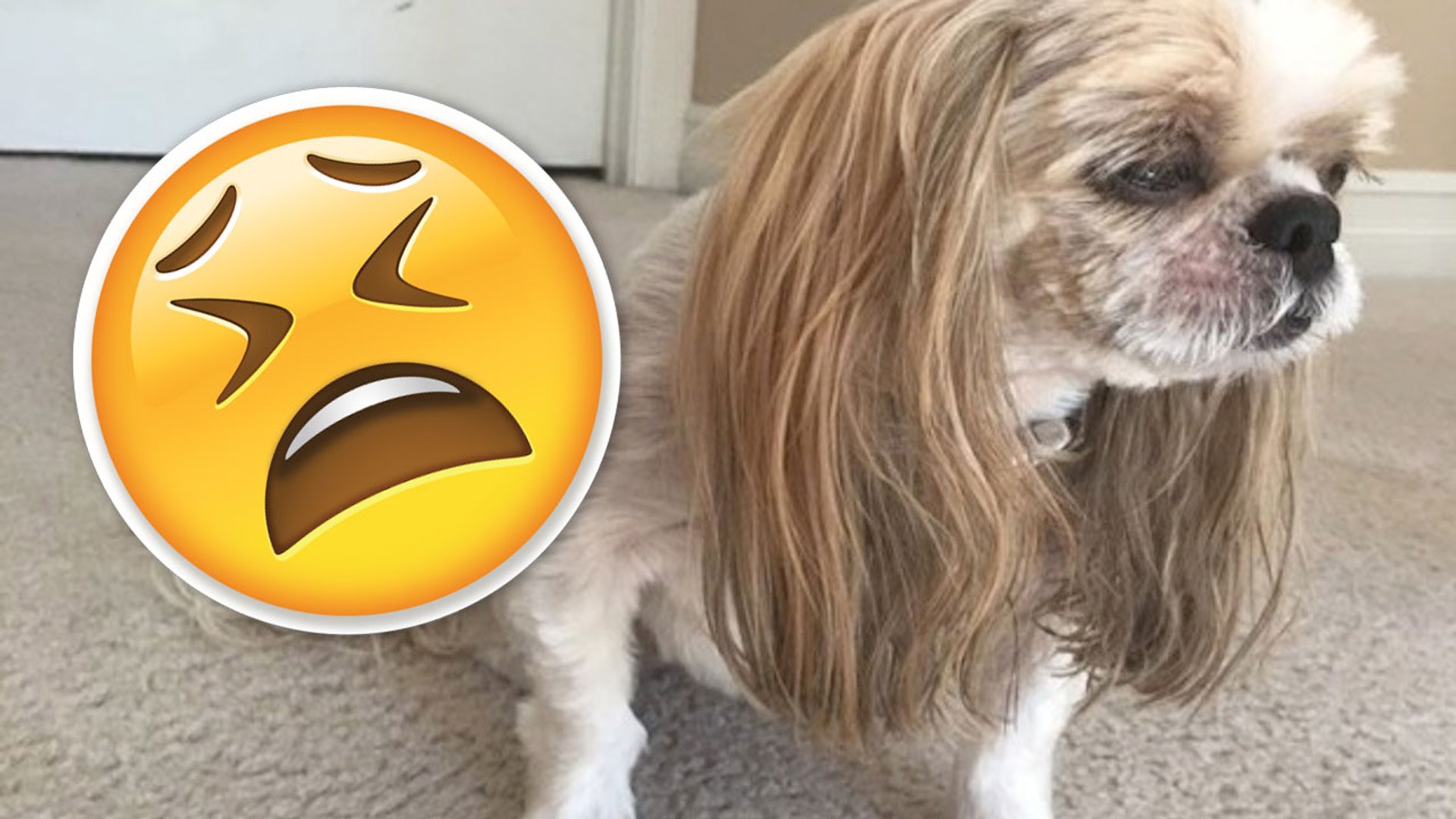 Shih tzu best sale bad haircut